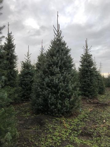 Kerstbomen nordmann, picea abies en picea omorika beschikbaar voor biedingen