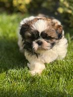 Shih Tzu pups, Dieren en Toebehoren, België, CDV (hondenziekte), 8 tot 15 weken, Meerdere