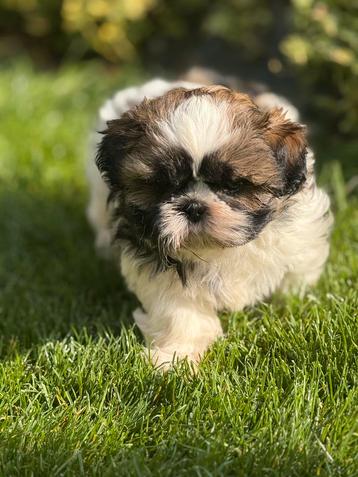 Shih Tzu pups beschikbaar voor biedingen