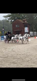 Presentatiewagen vierspan en tweespan pony, Dieren en Toebehoren, Rijtuigen en Koetsen, Gebruikt, Pony