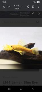 Ancistrus lemon orange bleu eyes locatie maastricht