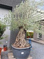 Olijfboom Olea Europaea Bonsai, Ophalen, Olijfboom