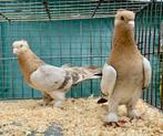 Takla Tumbler Pigeons, Pigeon culbutant ou Roller, Plusieurs animaux