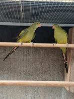 Bergparkieten, Dieren en Toebehoren