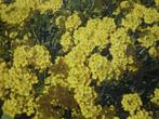 corbeille d'or - jeunes plantes - vivace - rocaille, Bodembedekkers, Volle zon, Vaste plant, Ophalen of Verzenden