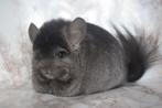 Chinchilla, Dieren en Toebehoren, Augustus, Vrouwelijk, Chinchilla