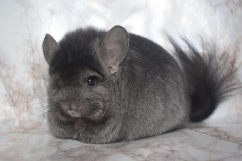 Chinchilla, Dieren en Toebehoren, Knaagdieren, Vrouwelijk, Chinchilla, Augustus