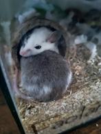 Muisjes met terrarium, Dieren en Toebehoren, Knaagdieren, Muis, December, Meerdere dieren, Tam