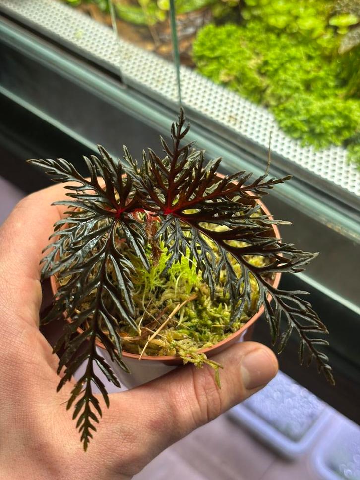 Prachtige begonia bipinnatifida, Dieren en Toebehoren, Reptielen en Amfibieën | Toebehoren, Nieuw, Tak, Plant, Rots of Steen, Ophalen of Verzenden