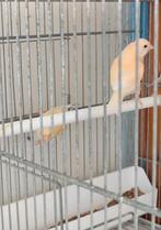 2 kanaries Raza 2025, Ophalen