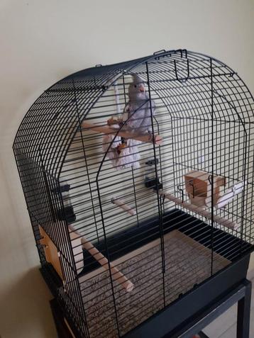 tamme valkparkiet pop, Dieren en Toebehoren, Vogels | Parkieten en Papegaaien