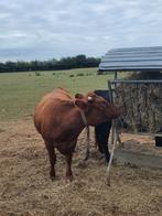 2 Dexter koeien, Dieren en Toebehoren