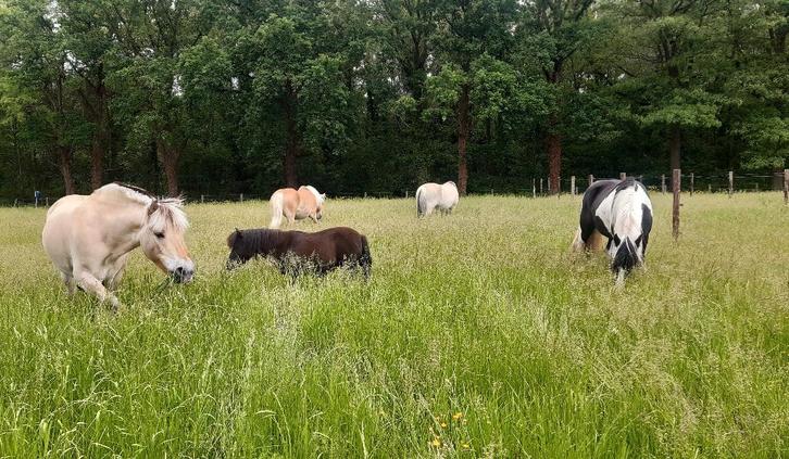 Gezocht: paard voor hippotherapie, Animaux & Accessoires, Poneys, Plusieurs animaux, Débourré, Poney E (1.48 m - 1.57m)