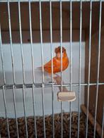 Kanarie pop, Dieren en Toebehoren, Vogels | Kanaries, Vrouwelijk