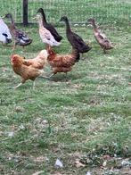 Loopeenden, Mei, Meerdere dieren