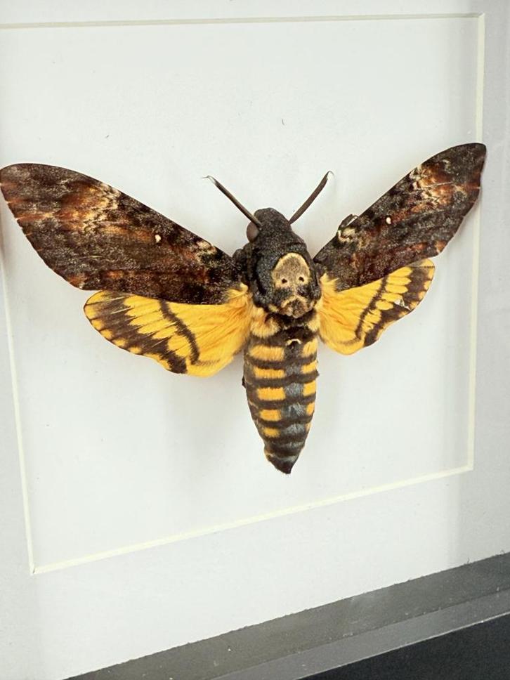 Doodshoofdvlinder in lijst - Wildernis Atelier, Verzamelen, Dierenverzamelingen