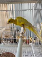 kanaries kweekkoppels 2025, Dieren en Toebehoren, Geringd