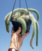 cactus - Monkey tail cactus - apenstaart, Ophalen, Cactus