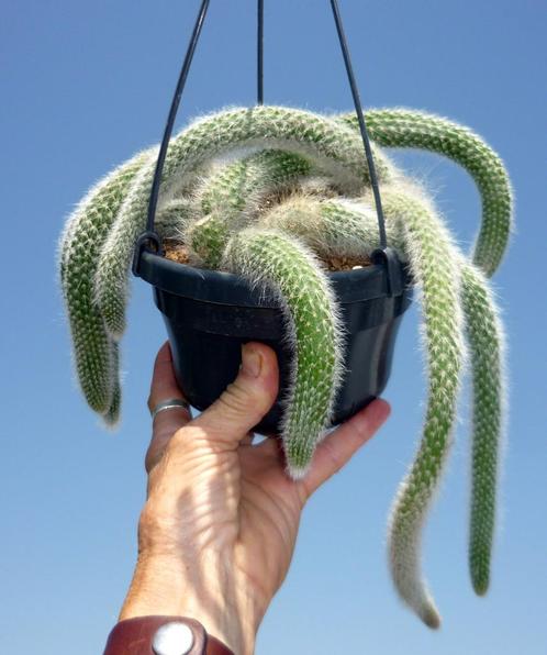 cactus - Monkey tail cactus - apenstaart, Huis en Inrichting, Kamerplanten, Cactus, Ophalen