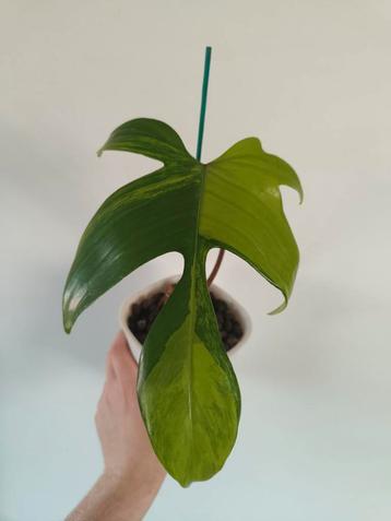 Philodendron Florida Beauty Variegata, Huis en Inrichting, Ophalen