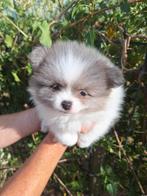 3 prachtige  party Pomeranian pups  pomeriaan, Dieren en Toebehoren, België, Keeshond, Reu, CDV (hondenziekte)