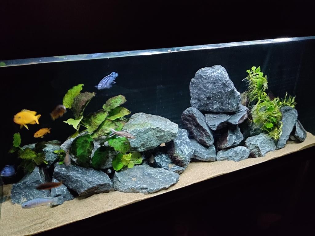 Aquarium, kras en lekvrij, Dieren en Toebehoren, Ophalen, Gebruikt, Leeg aquarium