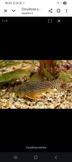 Corydoras sterbai volgroeid., Dieren en Toebehoren, Vissen | Aquariumvissen