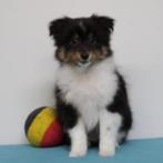 Sheltie pup (tricolor) reutje te koop, Dieren en Toebehoren, Honden | Herdershonden en Veedrijvers, België, CDV (hondenziekte)