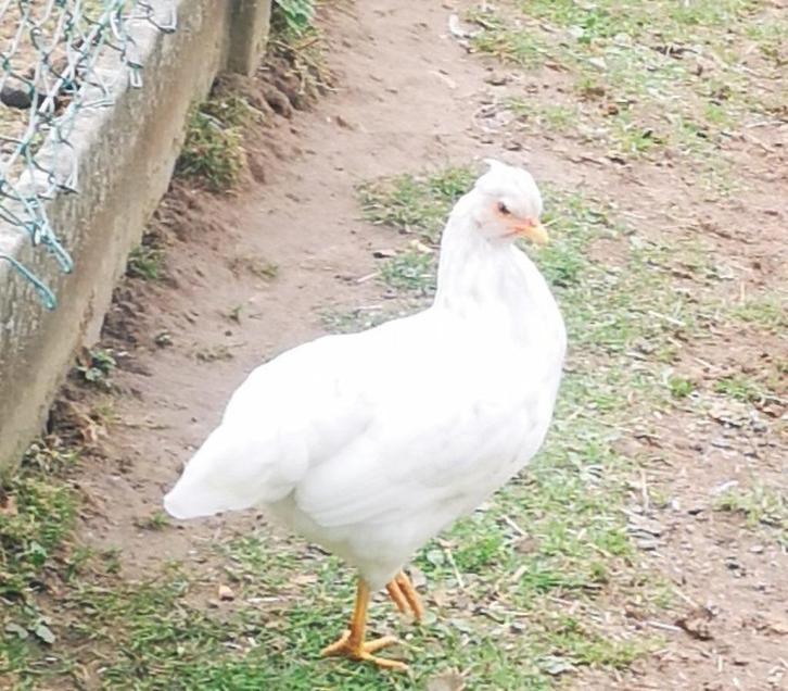 Poules et coqs oeufs colorés, Animaux & Accessoires, Volatiles, Poule ou poulet