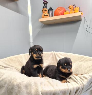 rottweiler pups beschikbaar voor biedingen