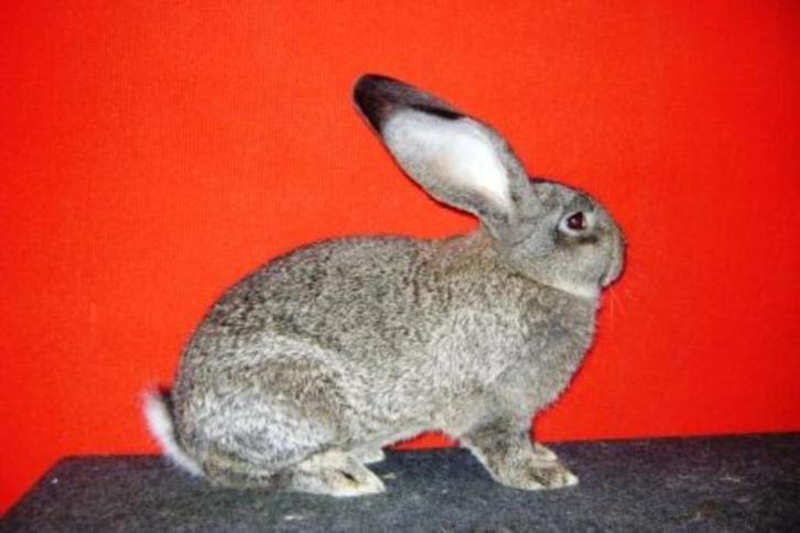 Vrouwelijke Vlaamse reus, Dieren en Toebehoren, Konijnen, Groot, Vrouwelijk