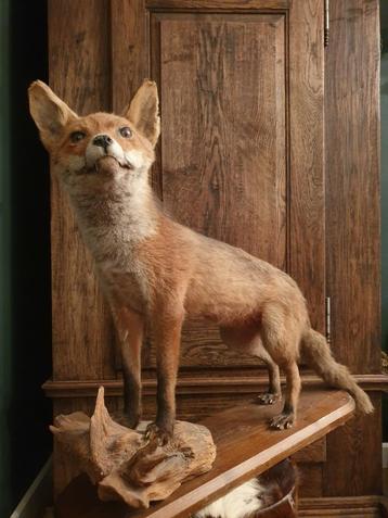 Knappe vos. Natuurgetrouw opgezet. Mancave, landelijk beschikbaar voor biedingen