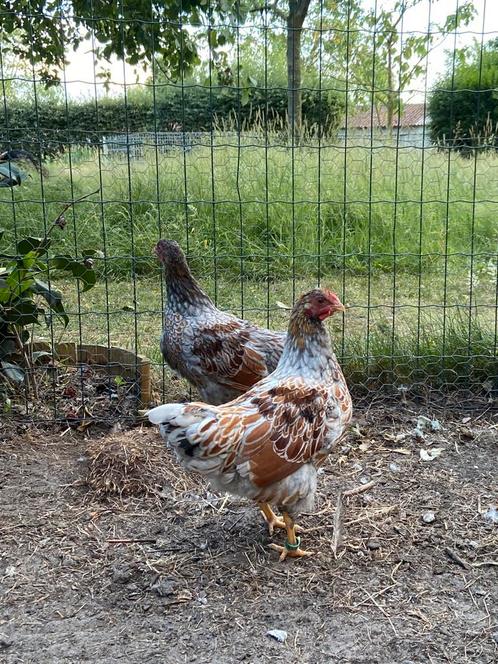 Wyandotte kriel, Dieren en Toebehoren, Pluimvee, Kip, Meerdere dieren