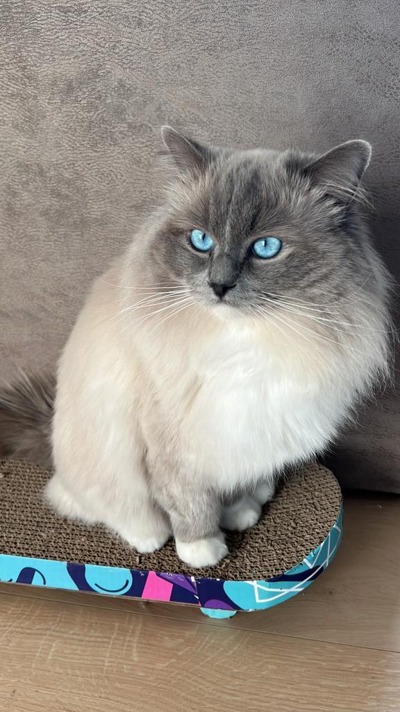 Ragdoll dekkater ter dekking, Dieren en Toebehoren, Katten en Kittens | Dekkaters, 0 tot 2 jaar