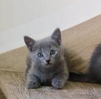 Prachtige blauwe rus kittens met stamboom, Dieren en Toebehoren, Katten en Kittens | Raskatten | Korthaar, Kater, Gechipt, 0 tot 2 jaar
