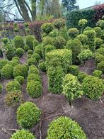 Buxus vormen, Jardin & Terrasse, Plantes | Arbustes & Haies, Enlèvement ou Envoi, Buis