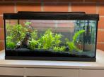 Aquarium met vissen, Dieren en Toebehoren, Ophalen, Gebruikt, Gevuld zoetwateraquarium