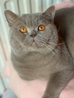 Brits korthaar FAWN ( drager Ticked ) & LiLAC DBE, Dieren en Toebehoren, Kater, Gechipt, 0 tot 2 jaar