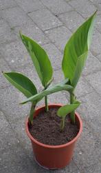 Canna, Tuin en Terras, Volle zon, Vaste plant, Zomer, Ophalen