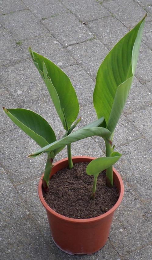 Canna, Tuin en Terras, Planten | Tuinplanten, Vaste plant, Overige soorten, Volle zon, Zomer, Ophalen