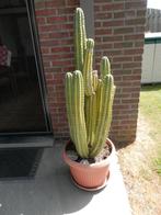 grote en kleine cactussen, Ophalen, 150 tot 200 cm, Volle zon, In pot