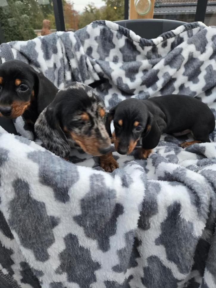 Teckel pups, Dieren en Toebehoren, Honden | Teckels en Dashonden, Meerdere dieren, Korthaar, Dwerg, Particulier, Meerdere, België