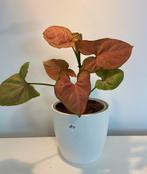 Syngonium Orm Nak, Huis en Inrichting, Kamerplanten, Ophalen