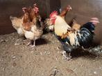 Broedeieren marans tarwe en zilver tarwe groothoender, Poule ou poulet, Plusieurs animaux