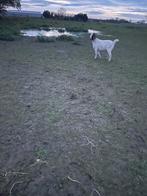 Boeregeit, Dieren en Toebehoren, Mei, Mannelijk