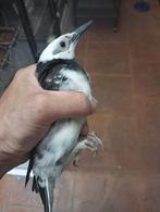 Gracupica nigricollis (Zwarthalsspreeuw), Dieren en Toebehoren, Vogels | Overige Vogels, Vrouwelijk, Tropenvogel