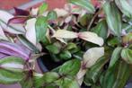 Tradescantia Zebrina Discolor Multicolor, Ophalen of Verzenden