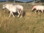 Te koop shetlander met hengstveulen, Dieren en Toebehoren, Merrie