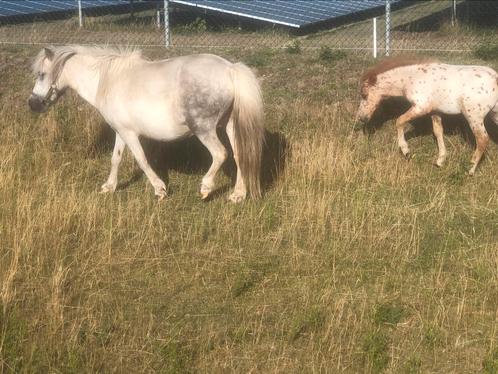 Te koop shetlander met hengstveulen, Dieren en Toebehoren, Pony's, Merrie
