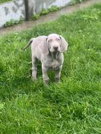 Belgische Weimaraner pupjes te koop, CDV (hondenziekte), Meerdere, 8 tot 15 weken, Meerdere dieren